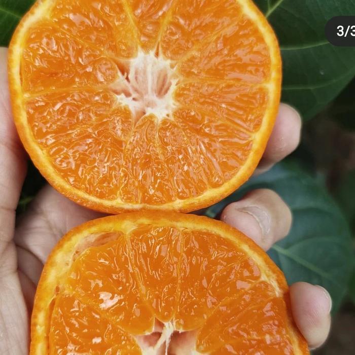 JERUK MANDARIN KINO, PAKISTAN, FRESH, MANIS (1kg) Terlaris