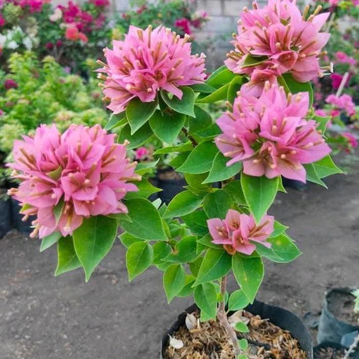 Tanaman Hias Bougenville Singapore Peach (ORI)