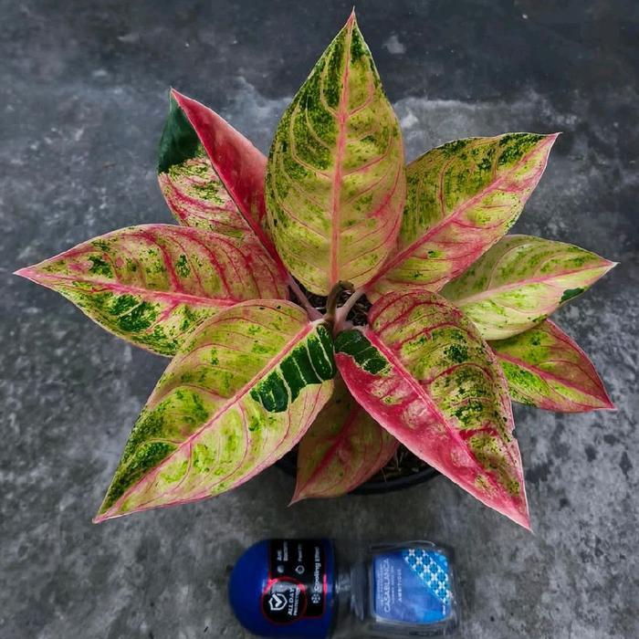 Bibit tanaman hias aglonema little lemon