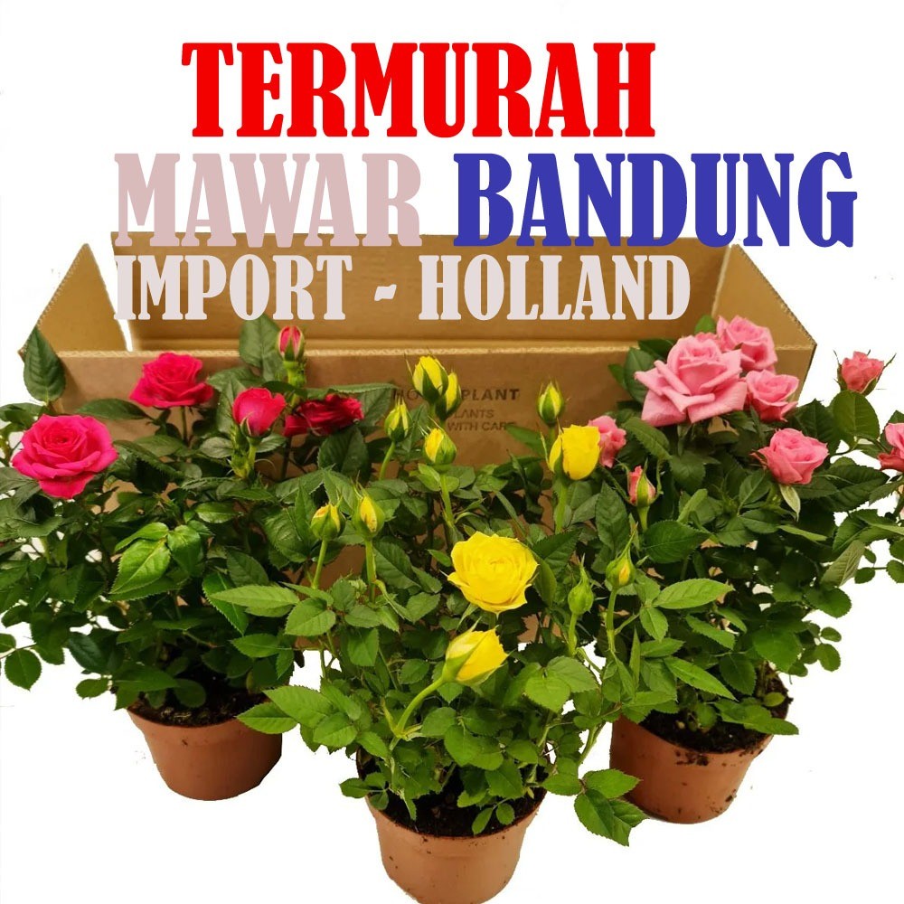 Tanaman hias Bunga Mawar kondisi hidup jenis import holland produk Langsung dari petani mawar bandun