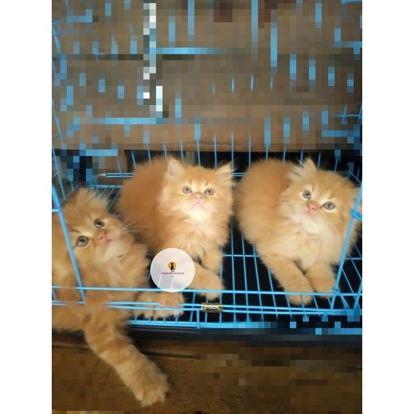 kucing persia oren flatnose longhair lucu oyen