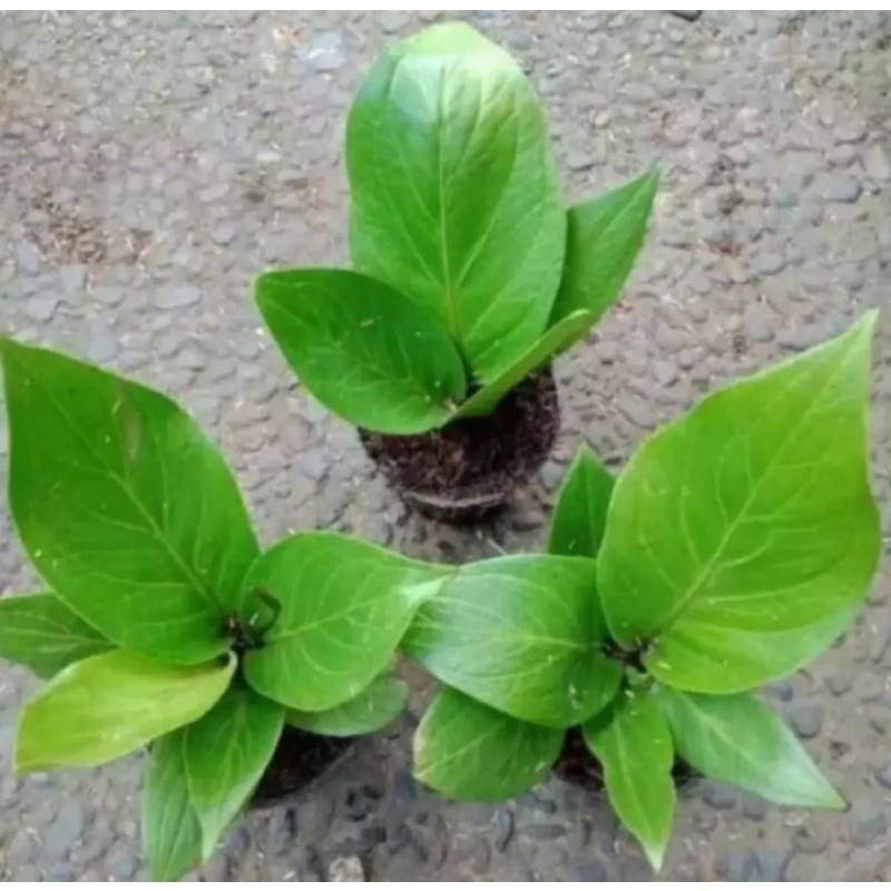 Tanaman Hias Pohon Antorium Jemani Kobra