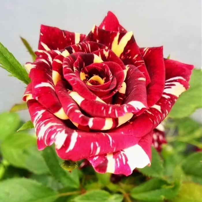 Bunga MAWAR HOLLAND - Tanaman Hidup Bunga Hias Mawar Holland Berbunga & Bergaransi