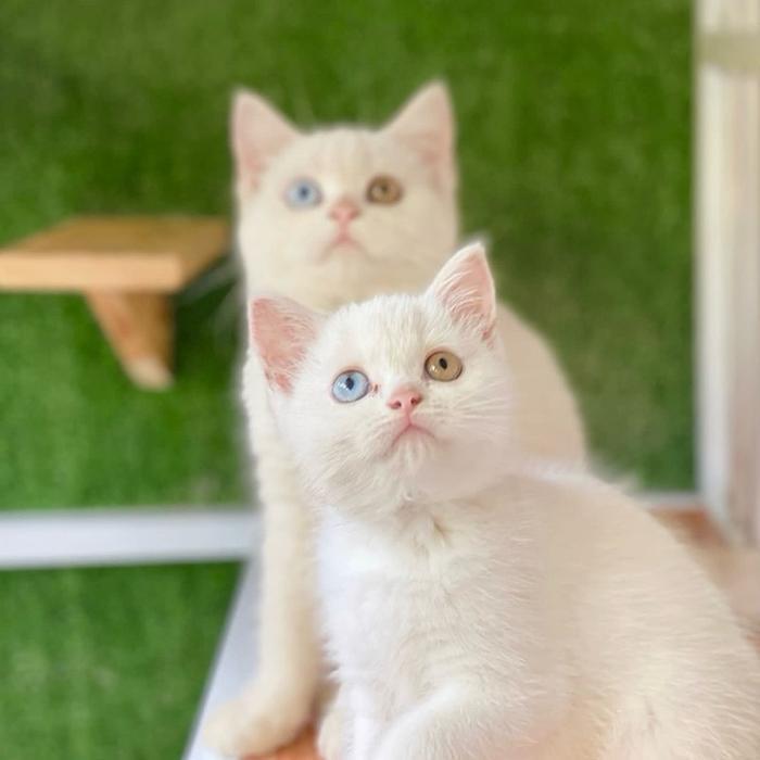 Kucing British shorthair odd eyes rare sangat langka