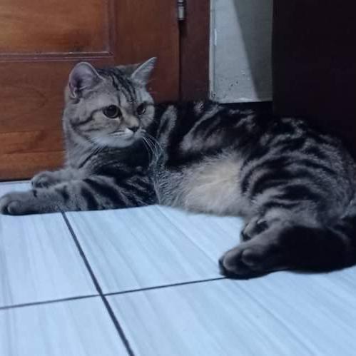 american shorthair betina