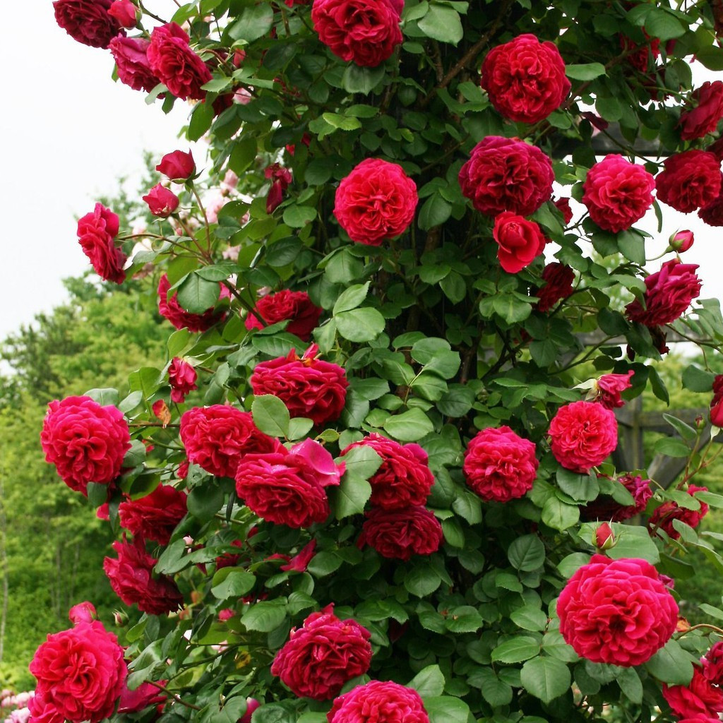 Bibit Benih Bunga Mawar Holland Red Unggul Mawar Merah Kelopak Tebal Seed Berkualitas Tinggi Bisa CO