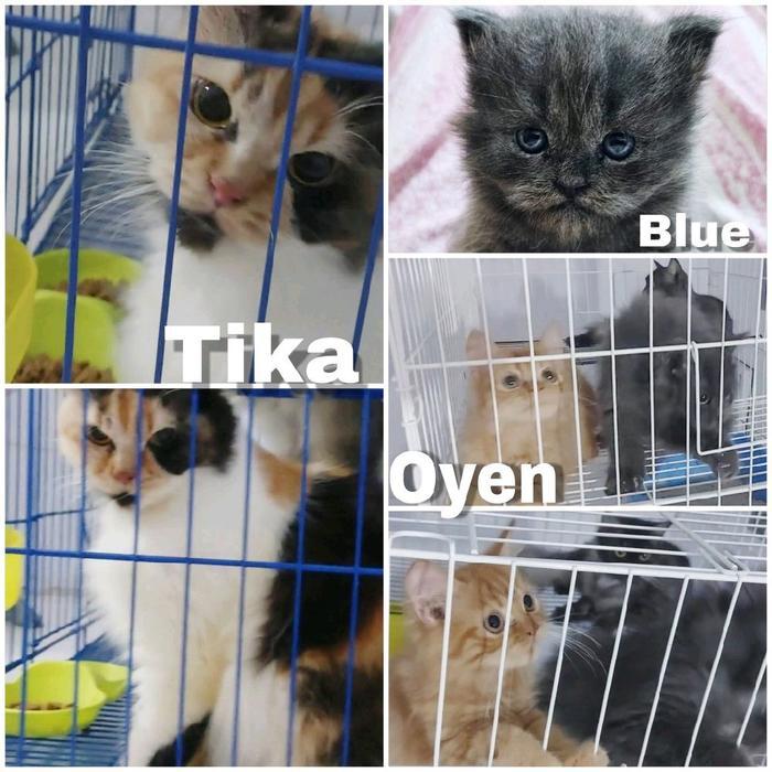 Tiga Ekor kucing Mix Angora, Himalayan Persia & Domestik. Lucu, Sehat, Terawat & senang bermain.
