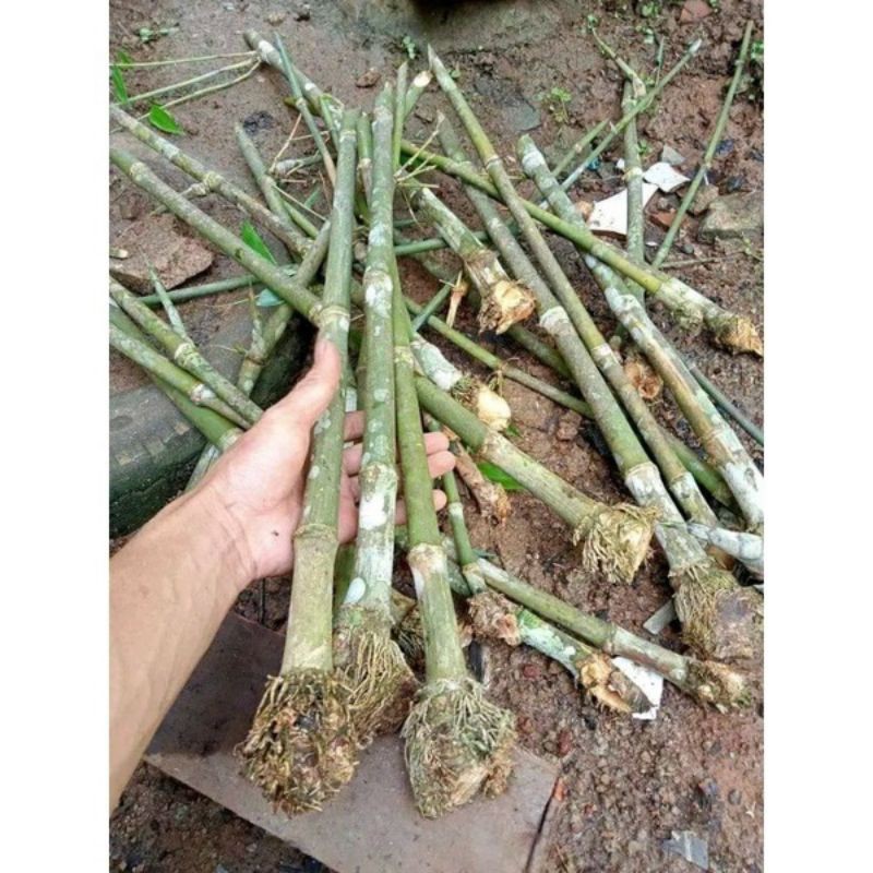 Bibit Bonggol Bambu Petung jumbo berakar,  Bambu Betung /Bibit Rebung Bambu petung jumbo
