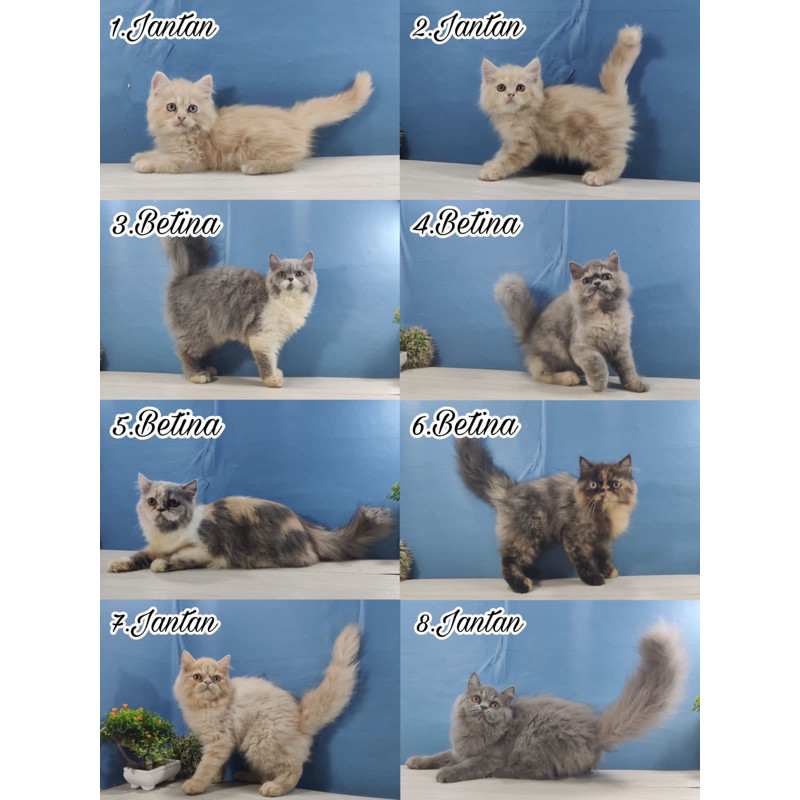 kucing persia longhair