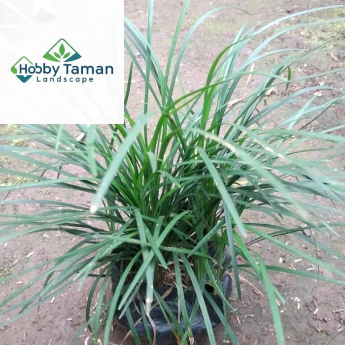 tanaman hias kucai gondrong - tanaman outdoor kucai gondrong