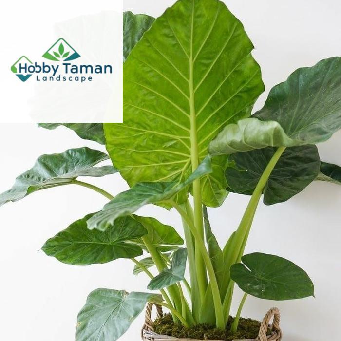 Tanaman Sente Hijau - Pohon Lompong Hijau