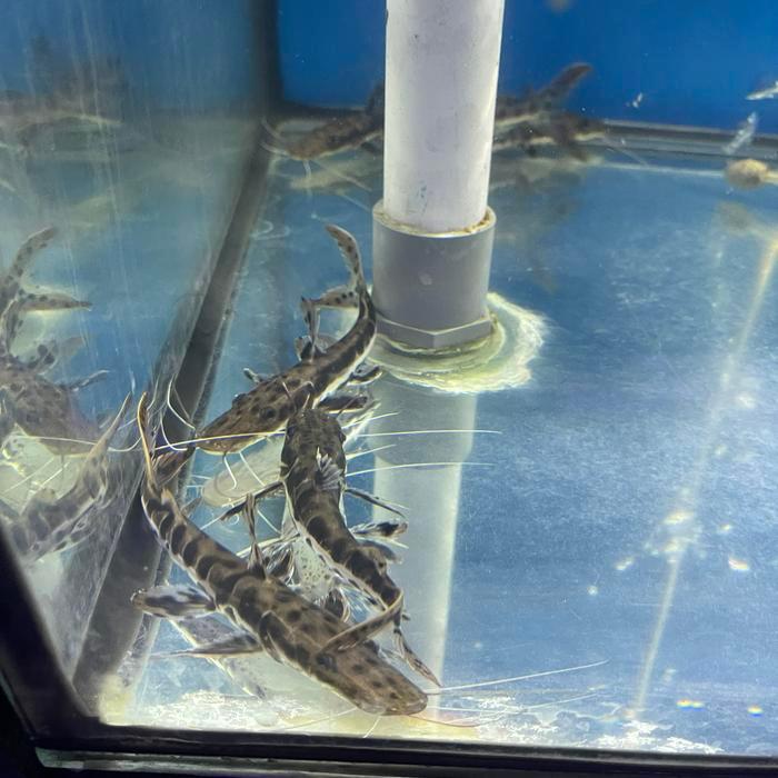 Tiger cat fish size 11 - 12cm | ikan TSN | ikan predator | ikan hias