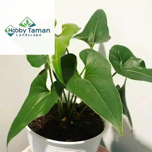 anthurium corong - tanaman hias anthurium corong