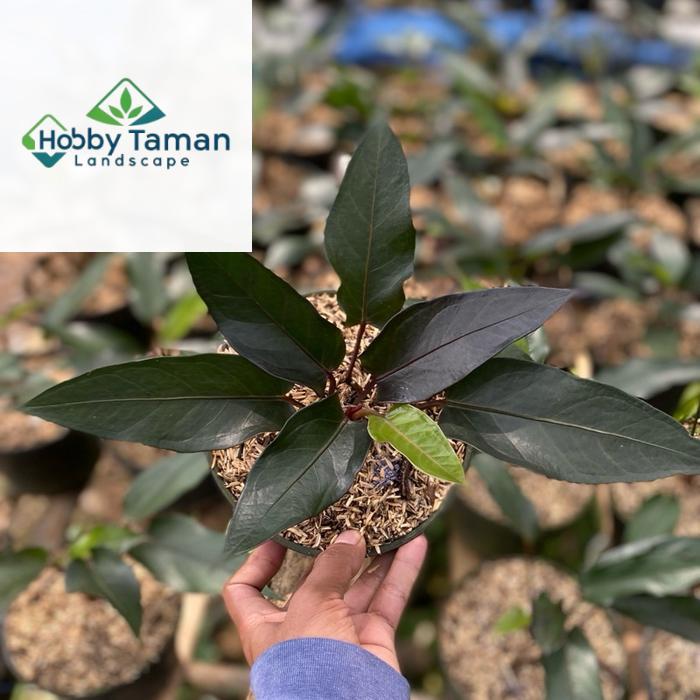 Tanaman hias anthurium black garuda - anthurium black garuda - bunga hias anthurium