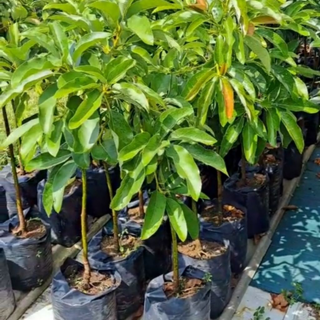 Full Media Bibit Alpukat Siger Sibatu 1 Meter [BELI 4 Gratis 1]