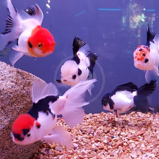 Ikan Hias Mas Koki Oranda PANDA 6-7 CM / TRICOLOR ( ISI 2 ) Warna Warni