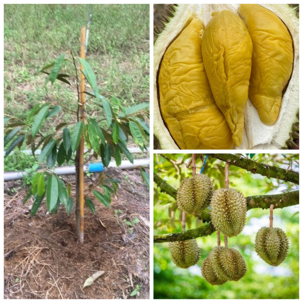 Bibit Buah Durian Musangking Hasil Okulasi Kios Bunga Galaxy - Tanaman Buah dalam Pot Tabulampot - B