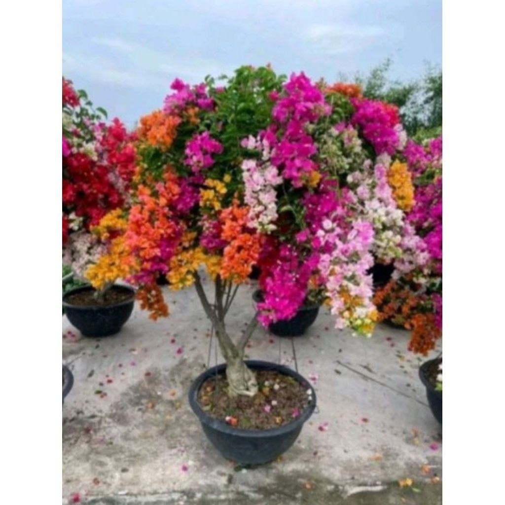 Tanaman Hias Bougenville 10 Warna Bunga Kertas - Bougenville Bunga Kertas Siap Berbunga