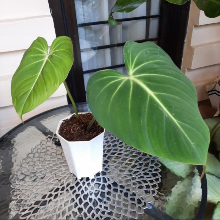 Philodendron Gloriosum / Philo Gloriosum - Tanaman Hias Philodendron