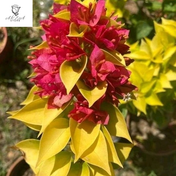 Bougenville Moonlight Jewel Bugenvil Moonlight Bugenvil Import