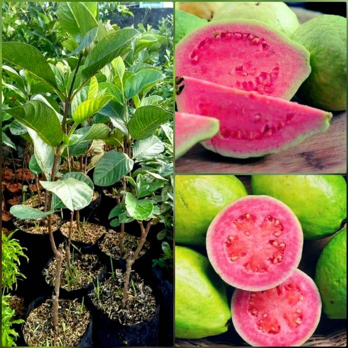 Bibit Pohon Jambu Merah Biji//Jambu Merah Biji