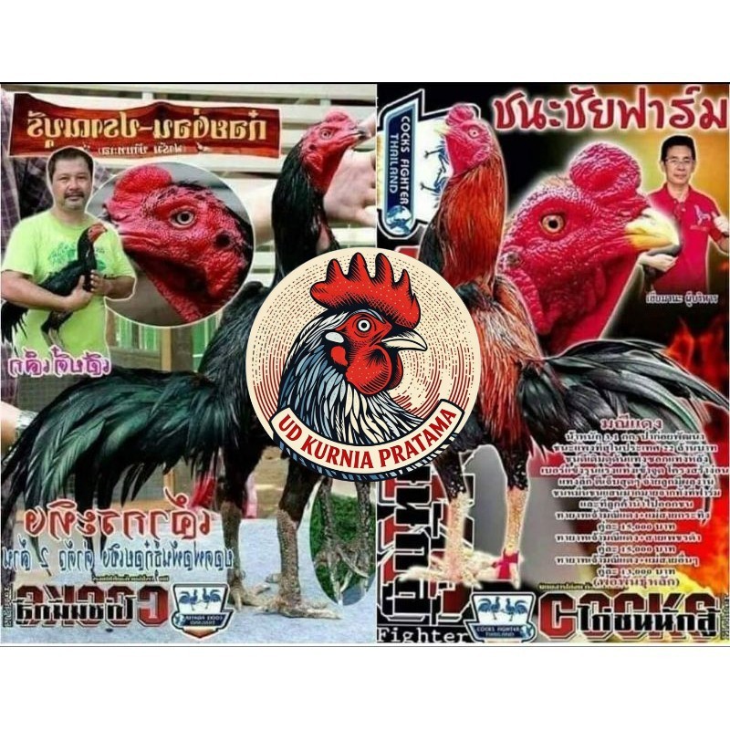 Telur fertil pakhoy trah maneedaeng x blackbull x black rose x durian x payabod x jimmywhite x 17yok