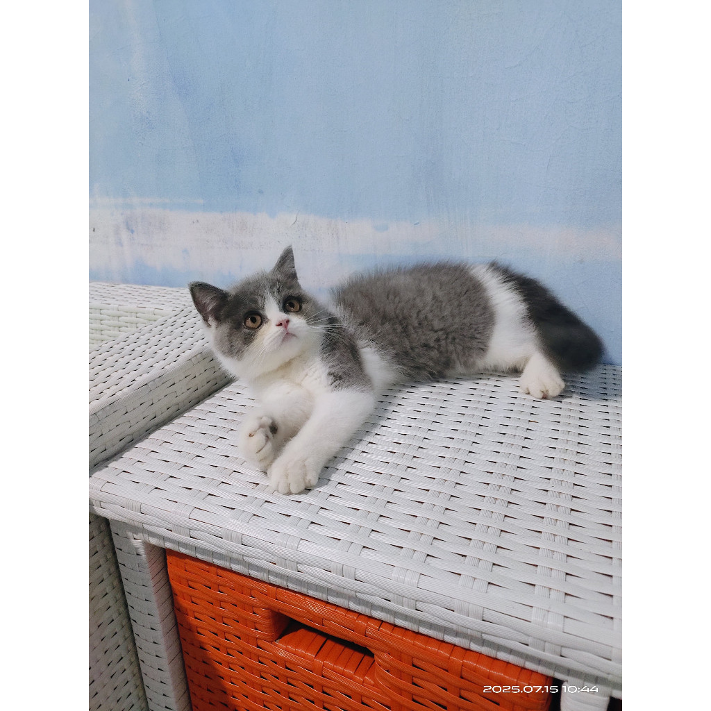 Anak Kucing British Shorthair (BSH)