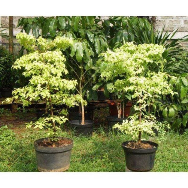 TANAMAN HIAS ANTING PUTRI VARIGATA/BAHAN BONSAI ANTING PUTRI