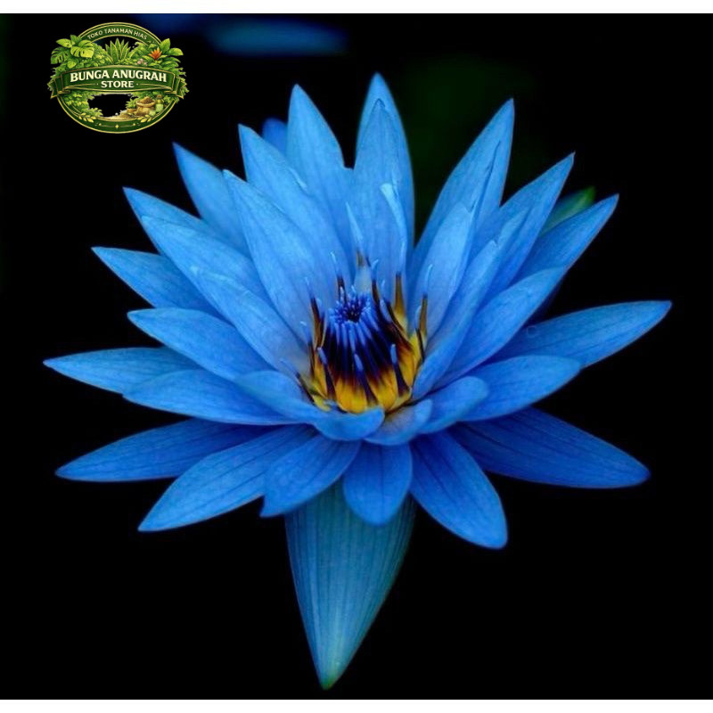 (PROMO) TANAMAN HIAS WIJAYA KUSAMA BLUE BIRU - BUNGA HIAS WIJAYA KUSUMA - WIJAYA KUSUMA BUNGA GANTUN