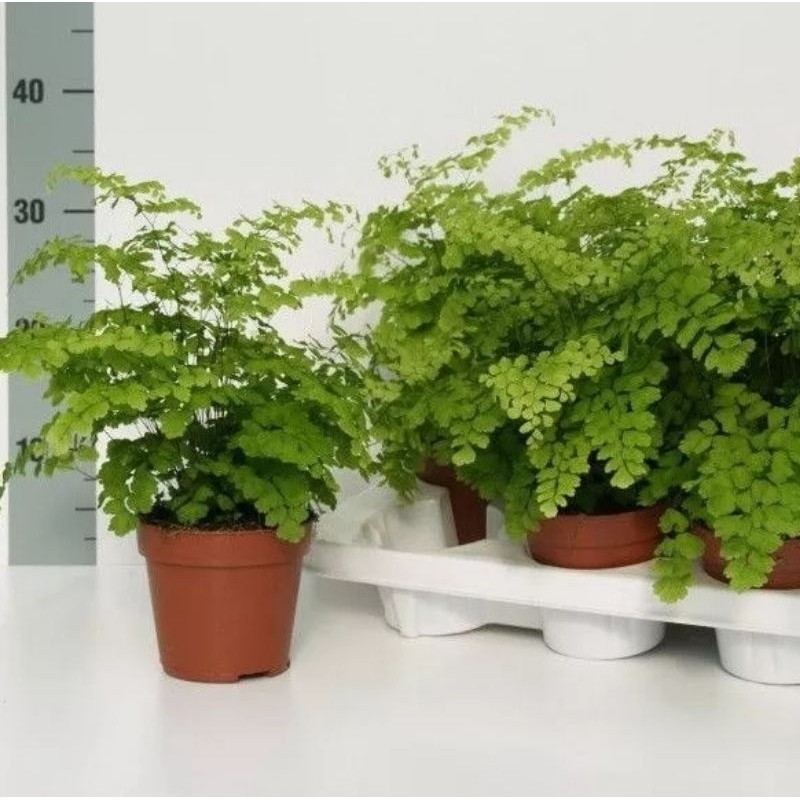 Tanaman Hias Suplir / Suplir / Pakis Suplir Rimbun ready