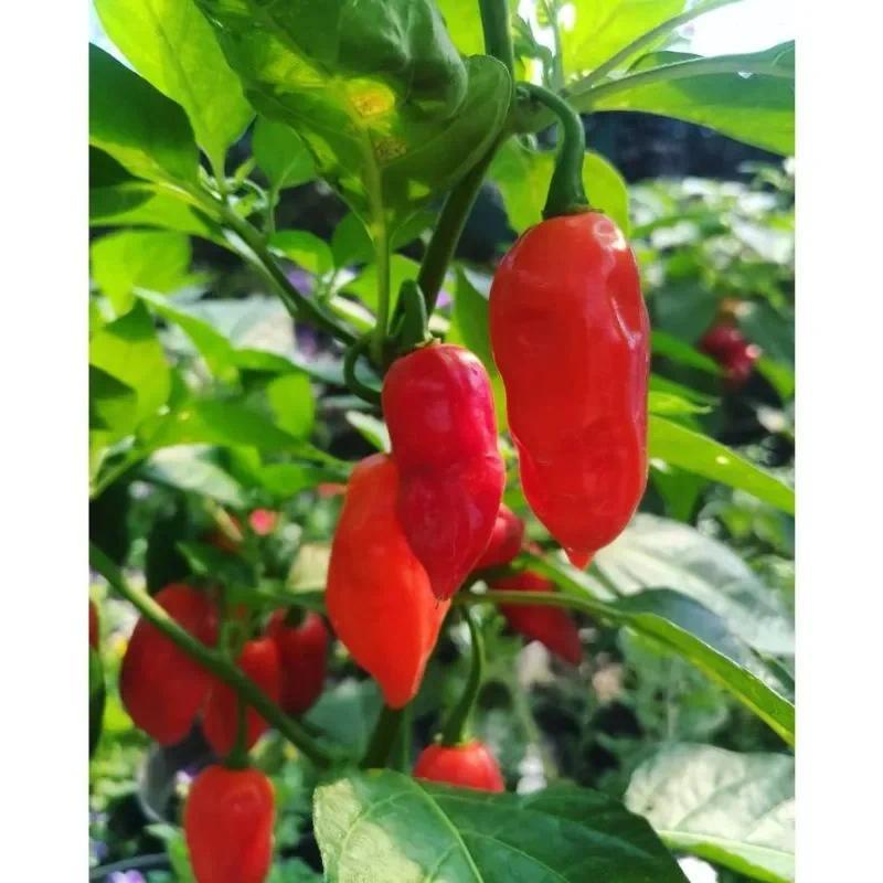 ( BISA COD )Tanaman pohon cabe gendot / pohon cabe paprika