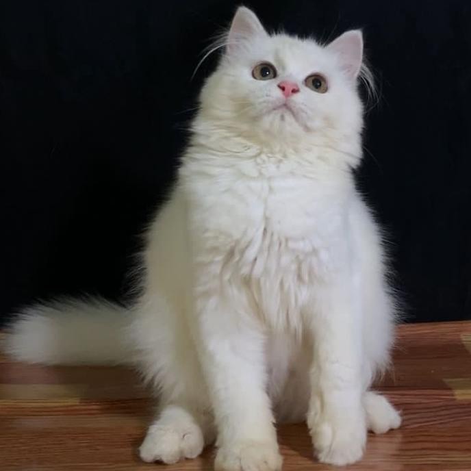 kucing persia jantan super bigbone 3.5 bulan