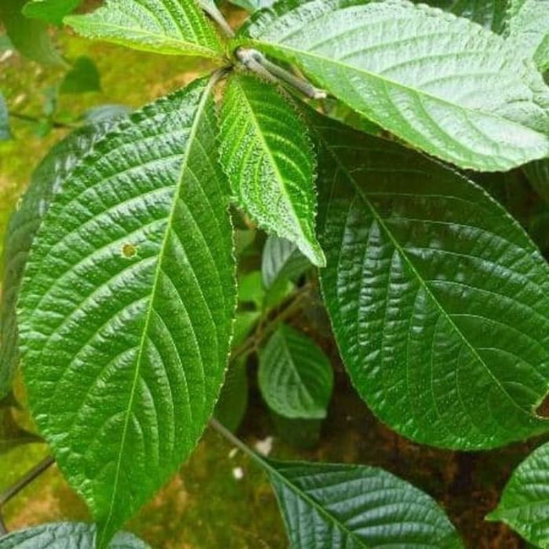 Bibit Tanaman Keji Beling Pohon Keji Beling Bibit Keji Beling Pohon Pecah Beling Daun Pecah Beling