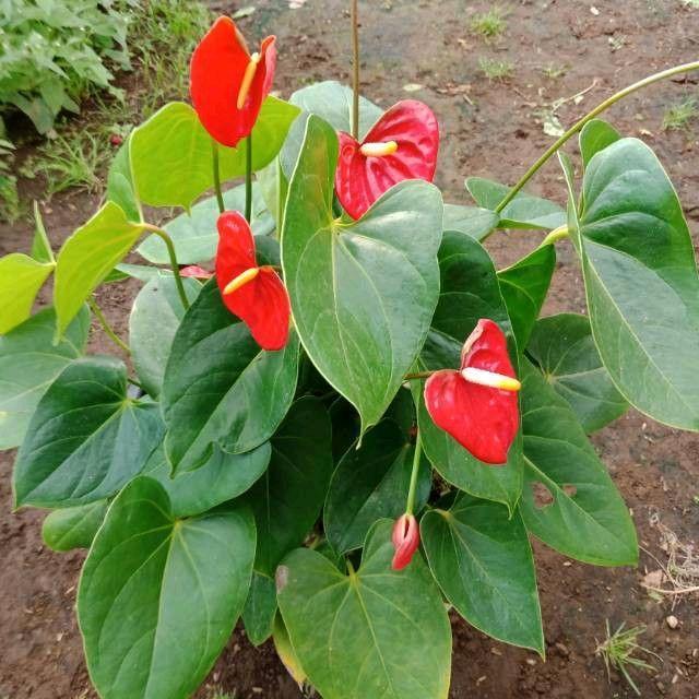 tanaman hias anthurium mickey mouse bunga merah daun besar
