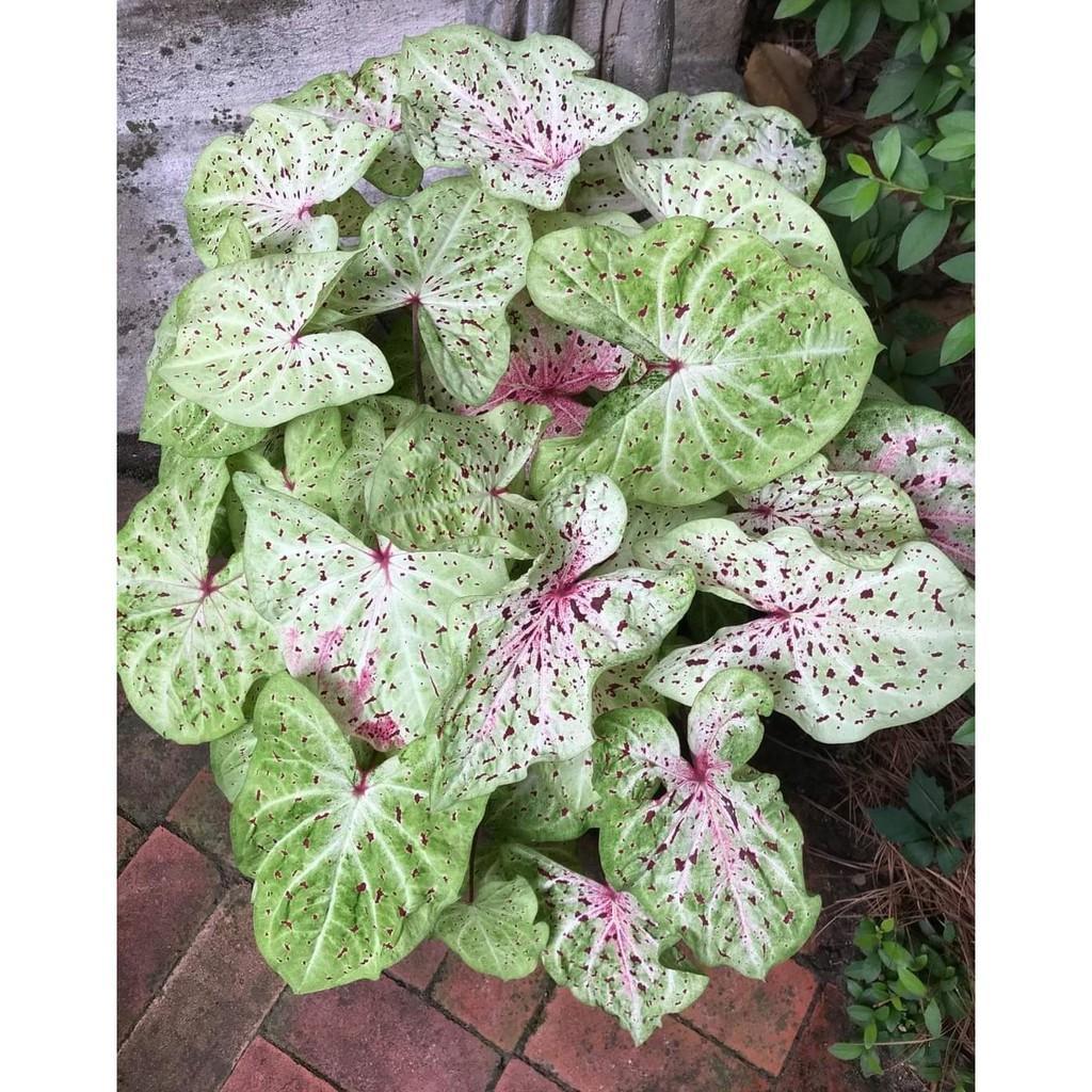 Umbi Caladium Miss Muffet - keladi hias hybrid import