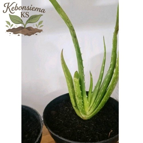 Bibit lidah buaya jumbo Pontianak (Chinensis)