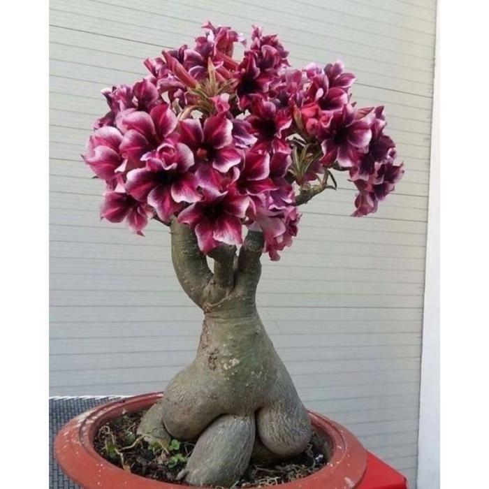 Adenium Grafting asli tumpuk seribu bunga