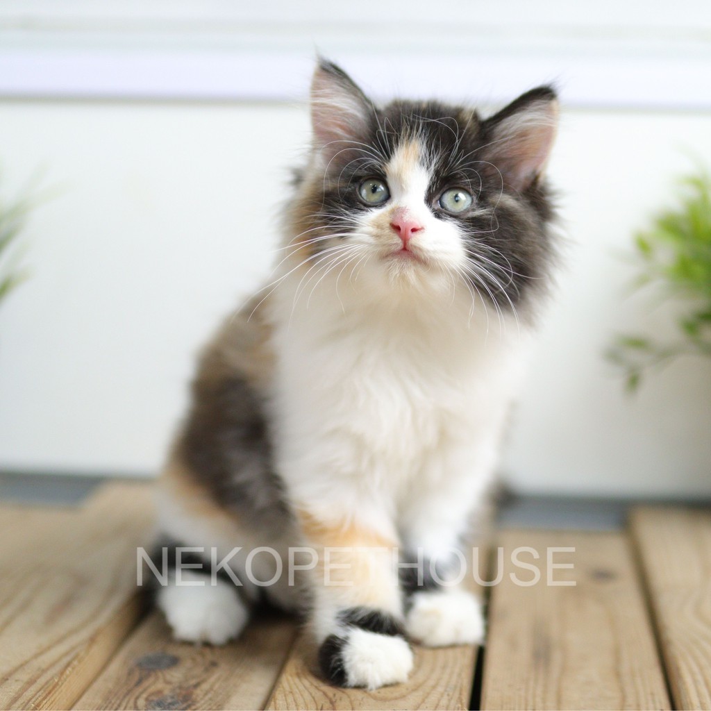 Kitten Kucing Persia Longhair Calico Tiga Warna