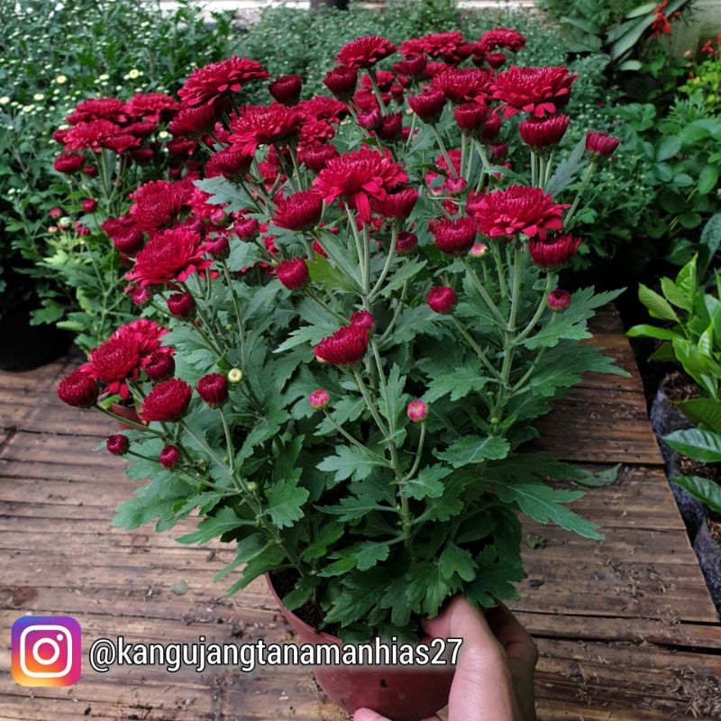 TANAMAN HIDUP BUNGA KRISAN ASTER (SUDAH BERBUNGA BUKAN BERUPA BIBIT/BIJI)