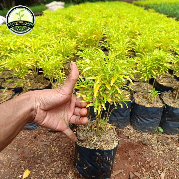 Tanaman Hias Brokoli Kuning - Pohon Brokoli Kuning - Brokoli Kuning