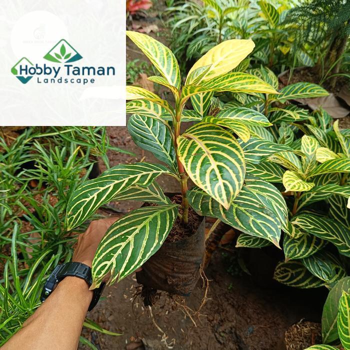 Tanaman Hias Aphelandra Kuning - Pohon Aphelandra golden