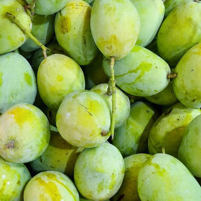 mangga Indramayu 1kg mentah/matang - 1 kg