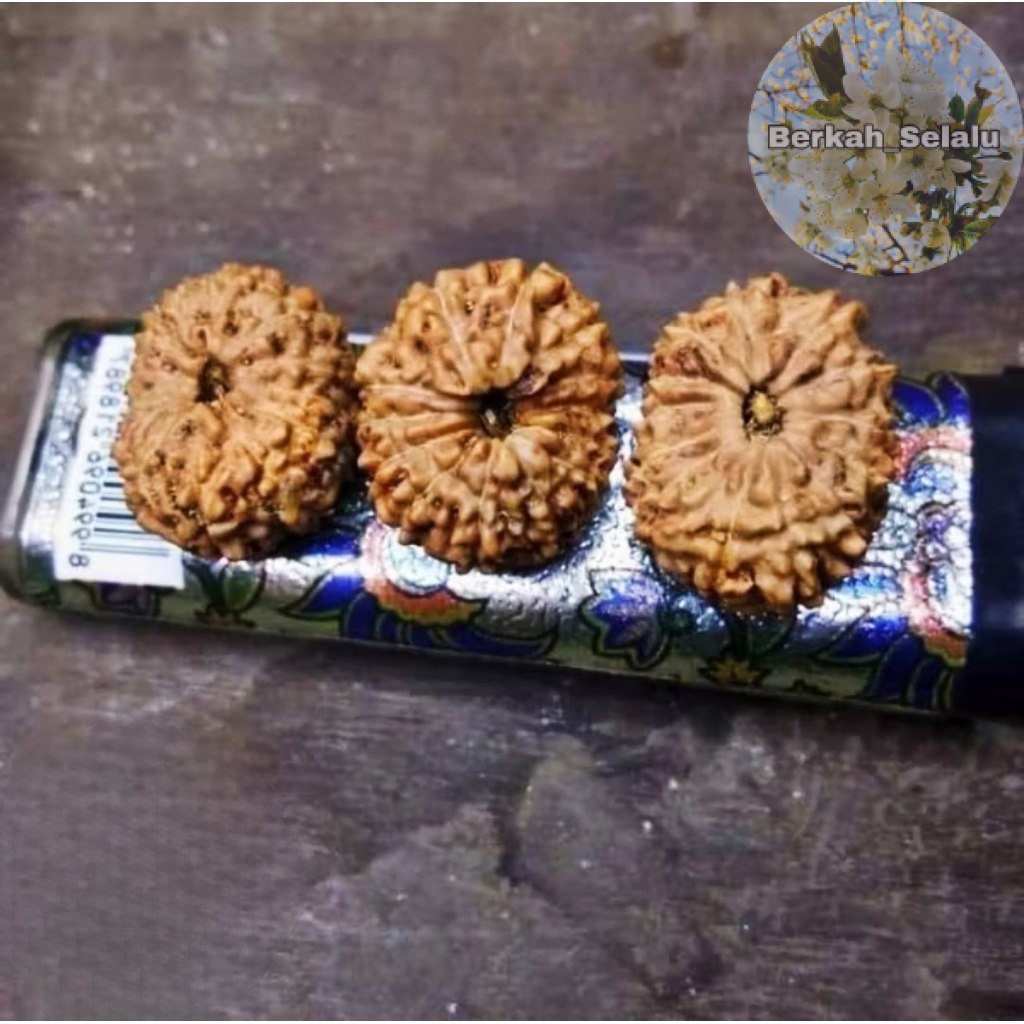 Rudraksha Mukhi 14 Garis 14 Jenitri Berkah_Selalu