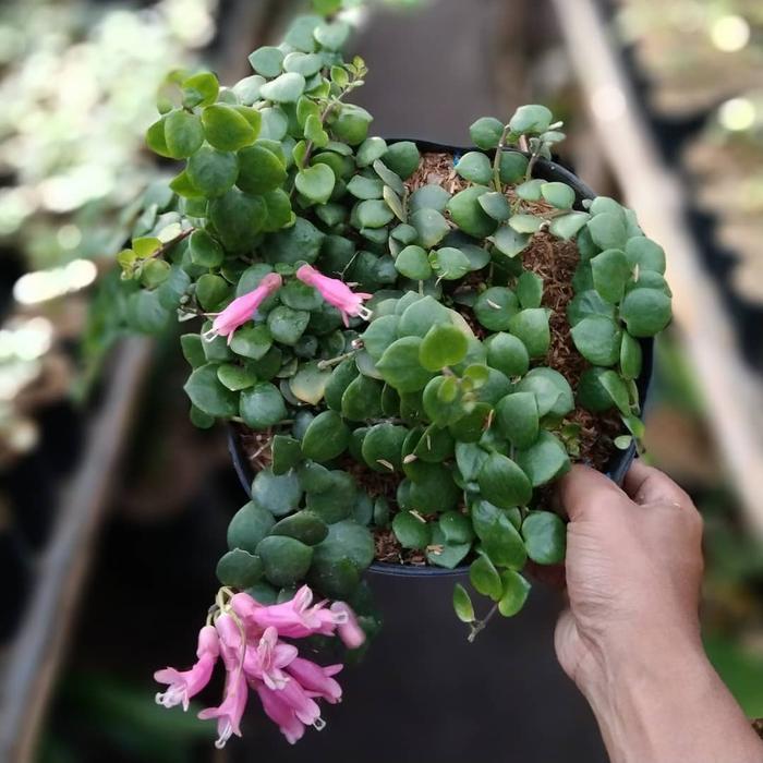 tanaman lipstik gantung pink/aeschinanthus pink