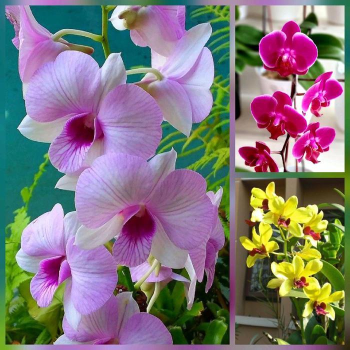 paket 3 bibit bunga anggrek dendrobium - bunga anggrek dendrobium size hybrid - pohon anggrek dendro