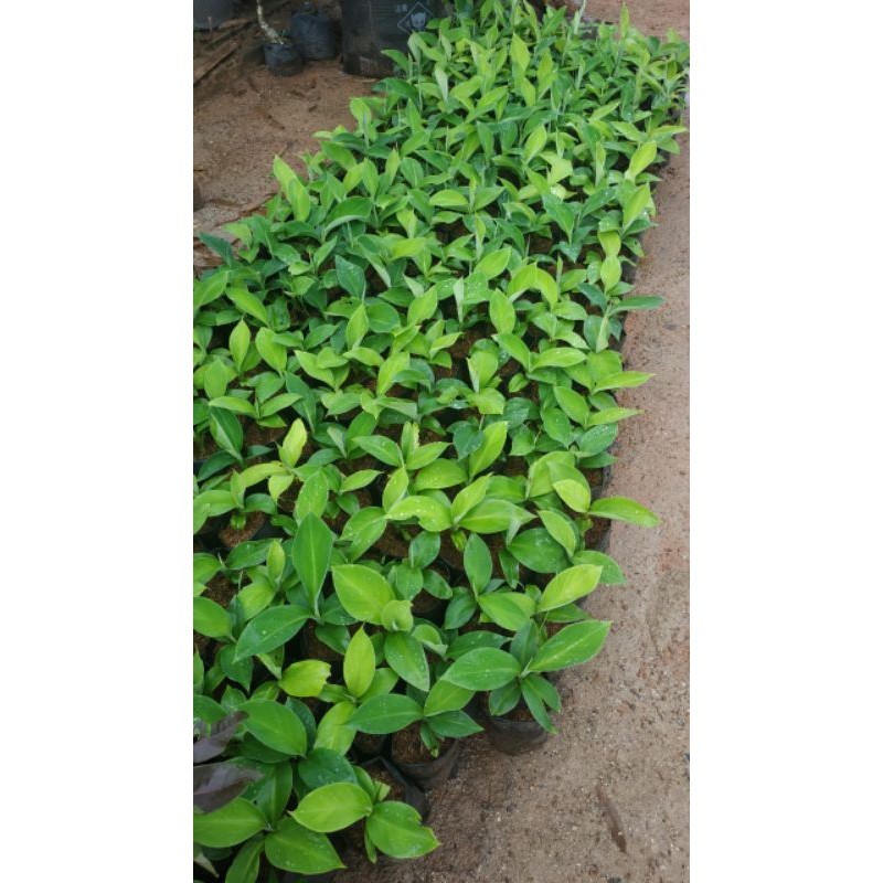 Bibit Pisang Cavendish G9 Unggul