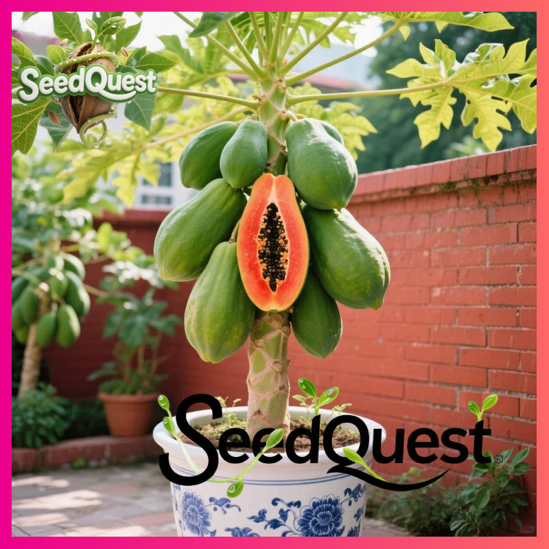 100% Original 30pcs Bonsai Pepaya benih - Dwarf Papaya Seeds for Planting Fruit Trees Edible Sweet P