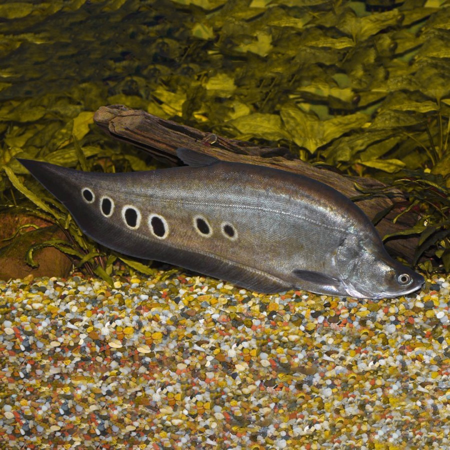 Belida Bangkok / Clown Knifefish / Ikan Hias Air Tawar