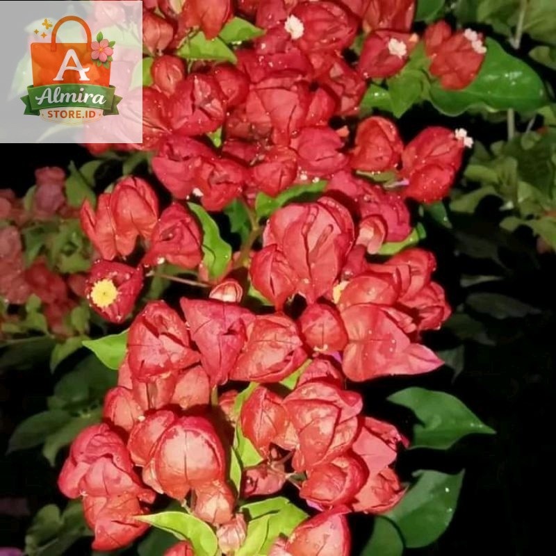 Bougenville Anggur Bugenvil Anggur Red Bugenvil Import Ori