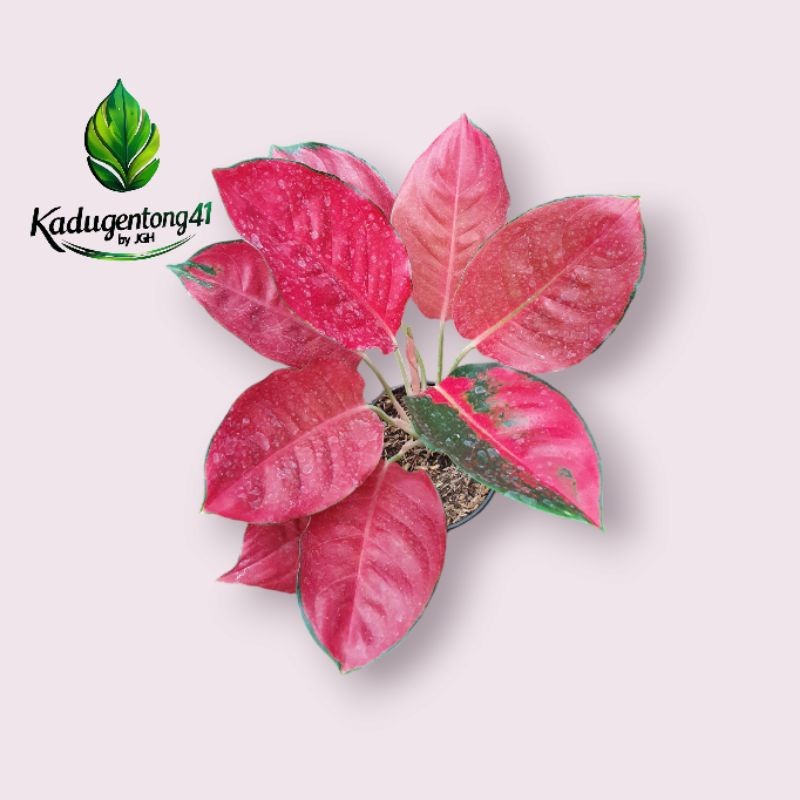 TERBARU Aglonema Charlie Brown LETSGO GARDEN